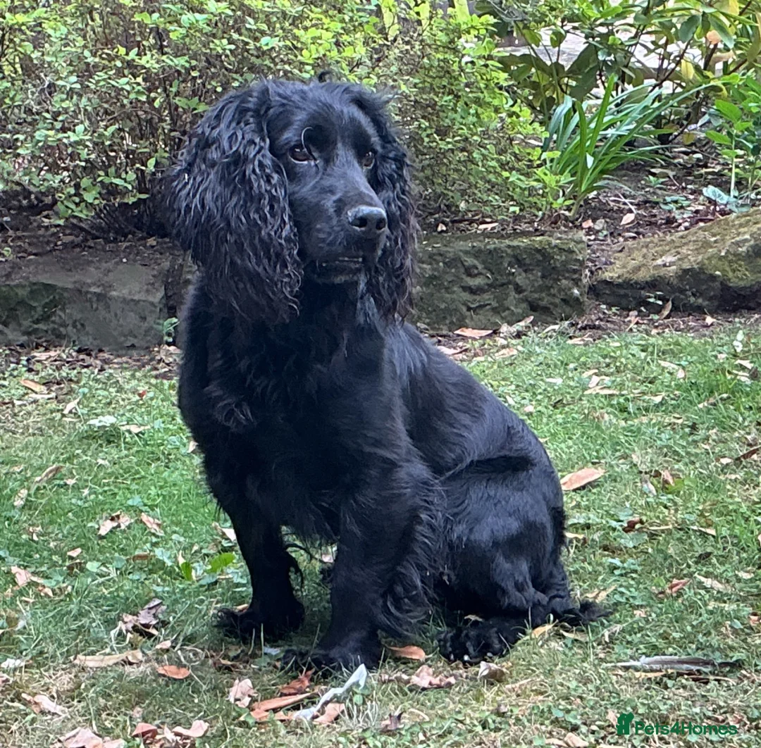 Cocker Spaniel dogs for stud: Beautiful Black WCS - Advert 1