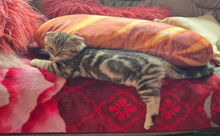 British Shorthair cats - Advert 2