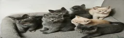 British Shorthair cats for sale: Stunning Rare Colours British Shorthair Kittens - Advert 23