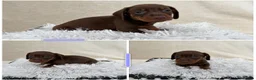 Miniature Dachshund dogs for sale: Dachshund 4 Boys available  - Advert 4