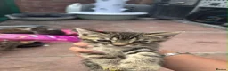 Mixed Breed cats for sale: Mix bengals kittens for sale in Liverpool - Advert 2