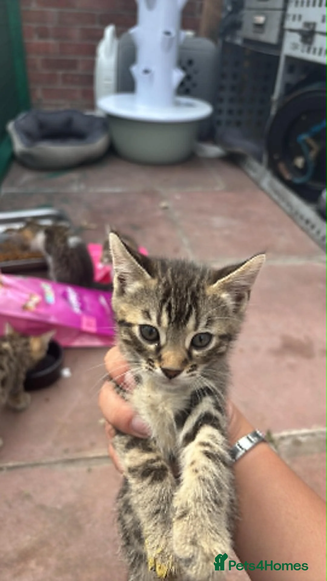 Mixed Breed cats for sale: Mix bengals kittens for sale in Liverpool - Advert 2