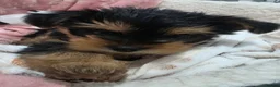 Yorkshire Terrier dogs for sale: Yorkshire Terrier boy 🐶 in Peterborough - Advert 5