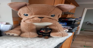 Rottweiler dogs Chunky rottweiler pups  - Advert 11