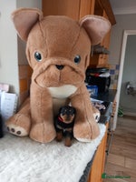 Rottweiler dogs Chunky rottweiler pups - Advert 2