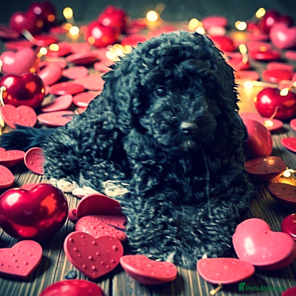 Cockapoo dogs 1 girl left Miniature cockapoo - Advert 12