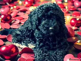 Cockapoo dogs 1 girl left Miniature cockapoo - Advert 12