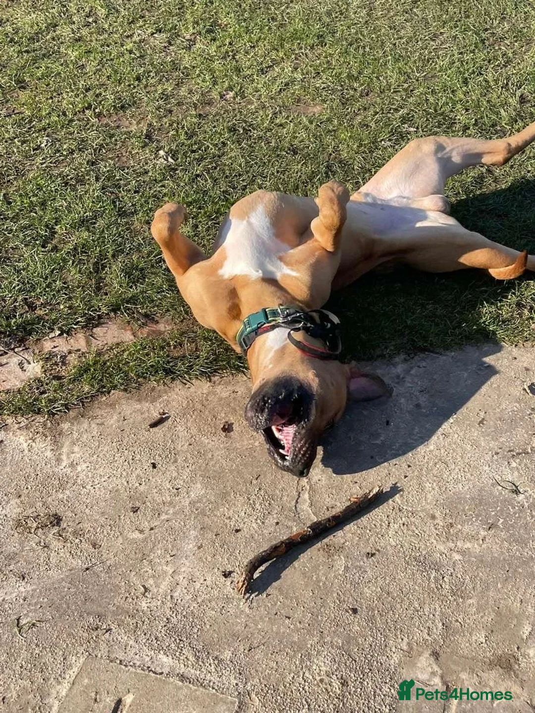 Presa Canario dogs for sale: Sully presa canario  in Eastleigh - Advert 2