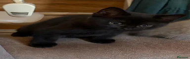 British Shorthair 2