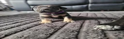 Cane Corso dogs for sale: 6 STUNNING FEMALE CANE CORSO PUPS in Motherwell - Advert 9