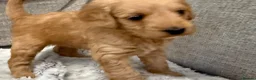Australian Labradoodle dogs for sale: Update price and videos puppys ready 25/7 - Advert 25
