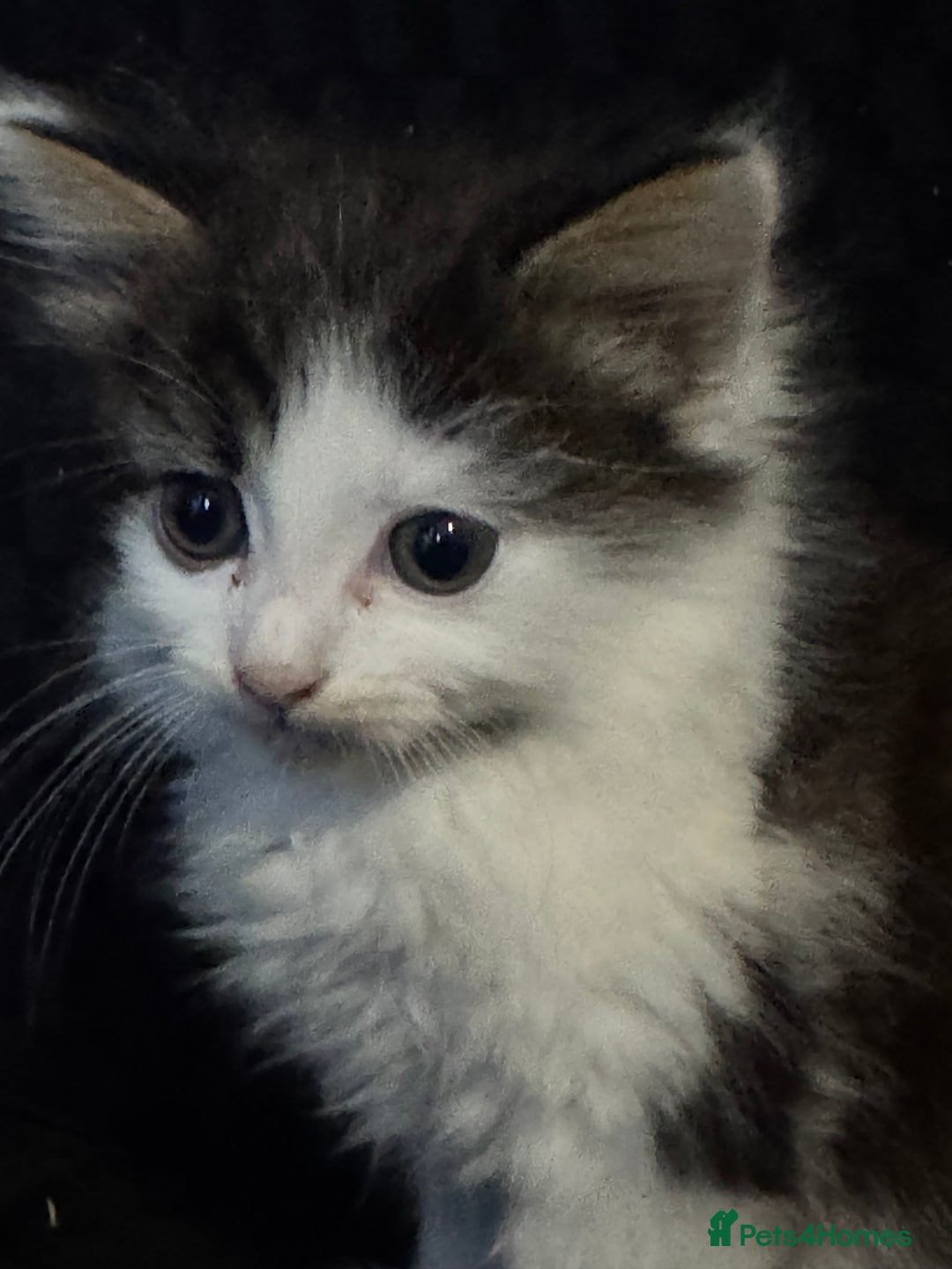 Mixed Breed cats for sale: Part Maine coon kittens - Advert 12