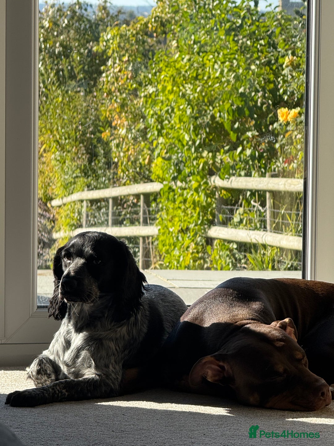 Mixed Breed dogs for sale: Cockerbull’s - Advert 11