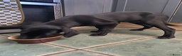 Labrador Retriever dogs for stud: Pip- Purebred Black Labrador Retriever  - Advert 9