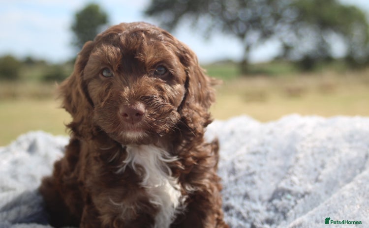 Australian Labradoodle dogs - Advert 4