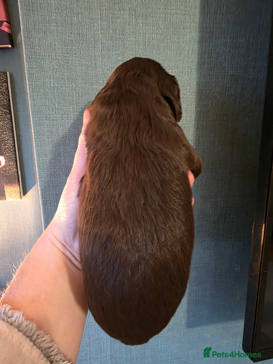 Cocker Spaniel dogs for sale: Choc roan cocker spaniel pups  - Advert 29