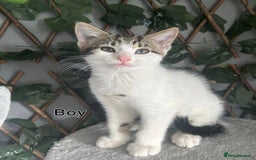 Domestic Shorthair cats for sale: Tabby kittens ready for their new homes  - Image 2