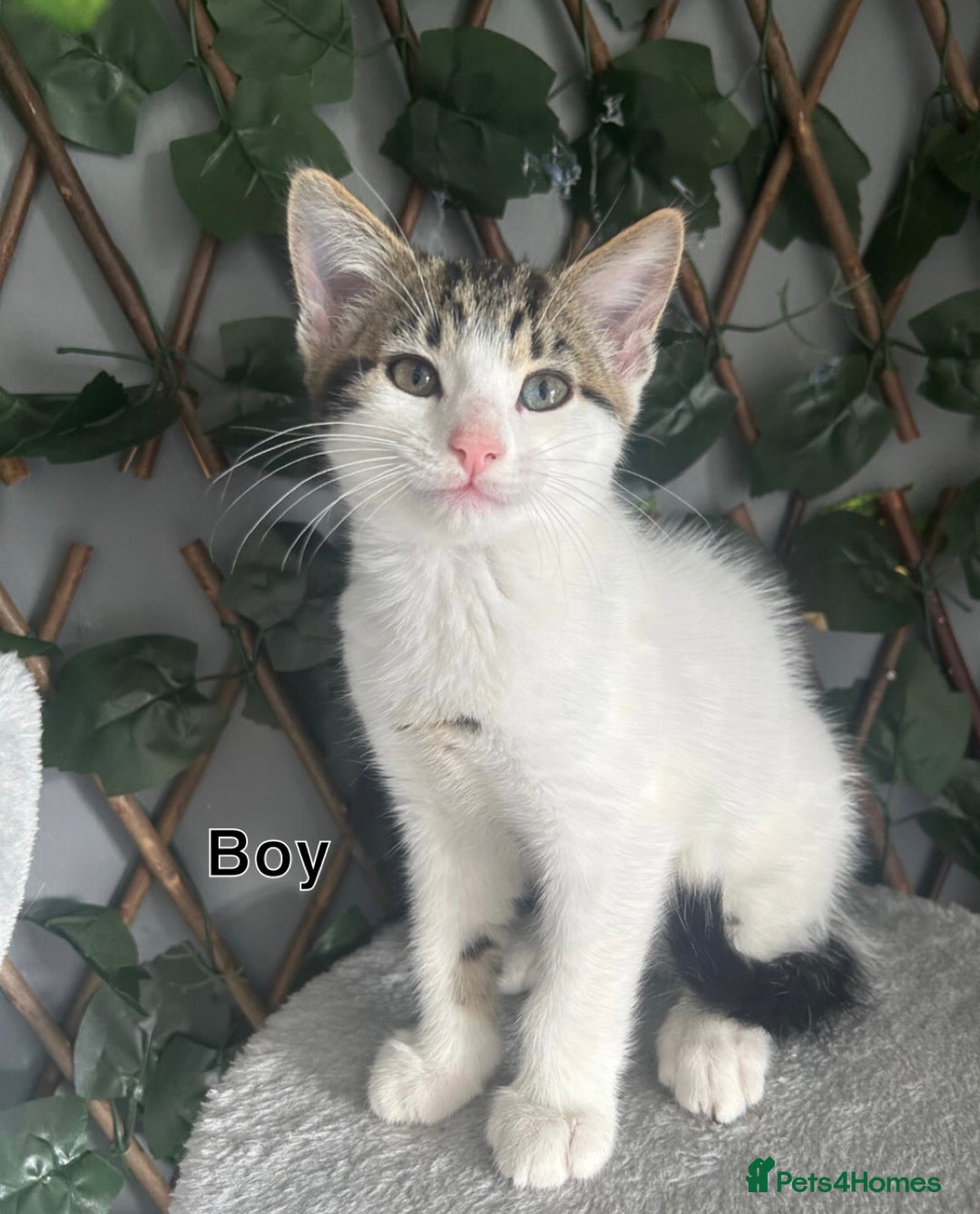 Domestic Shorthair cats for sale: Tabby kittens ready for their new homes  - Image 2