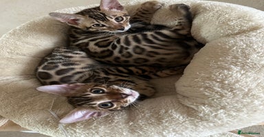 Bengal cats - Advert 6