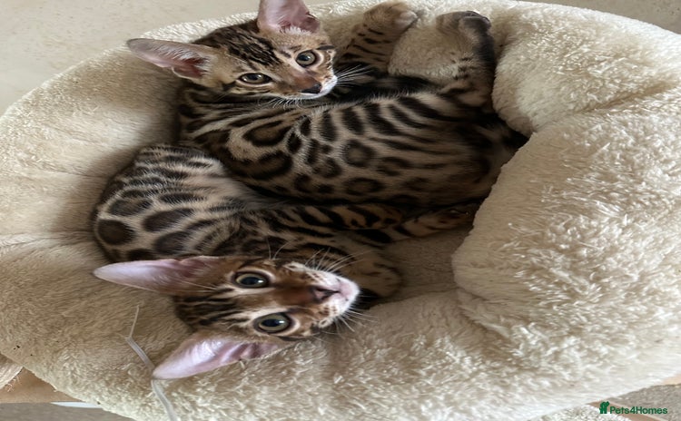 Bengal cats - Advert 14