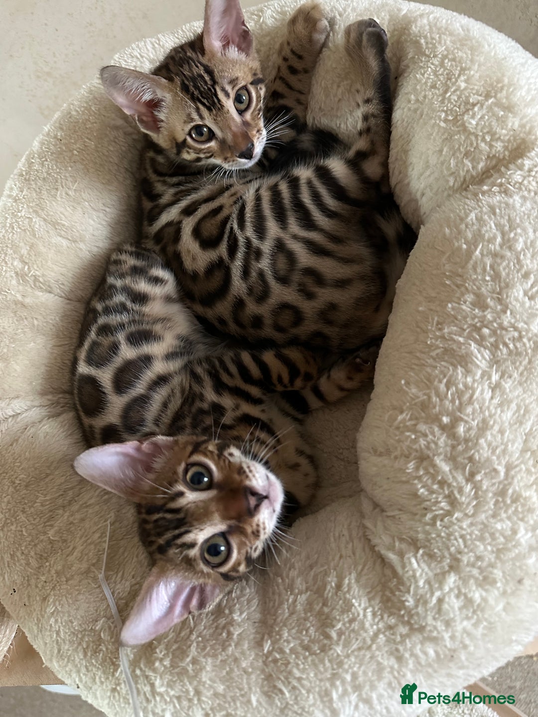 Bengal cats for sale: TICA registered bengal kittens!🐱 - Image 4