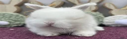 Mini Lop rabbits for sale: Mini lop boys and girls  - Advert 18