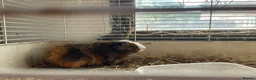 Guinea Pig rodents for sale: Guinea pigs for sale - Advert 4