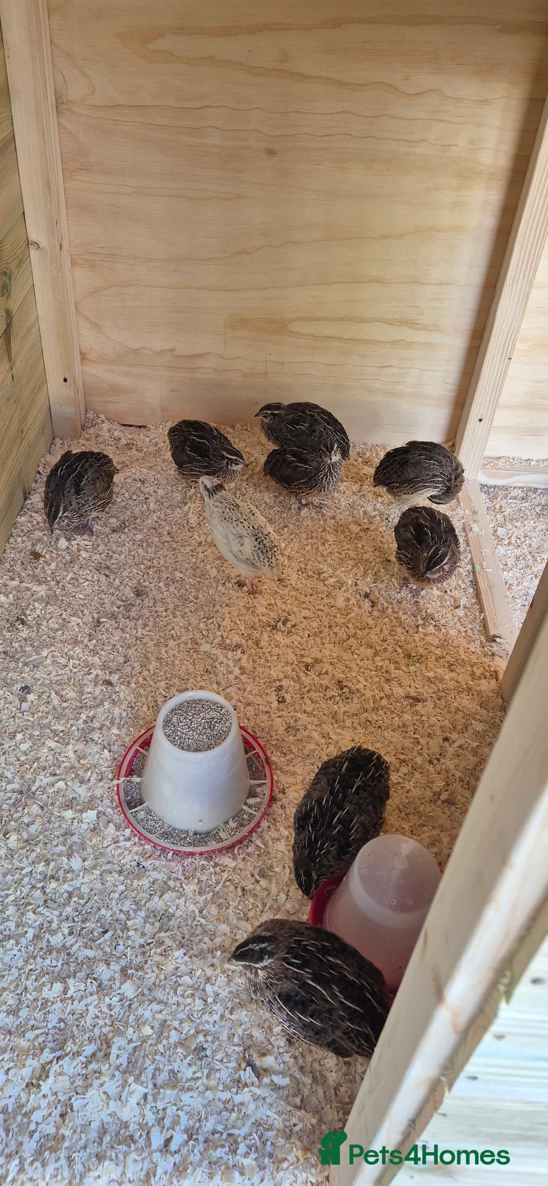 Mixed Breed birds for sale: Jumbo coturnix quails  in Birmingham - Advert 6