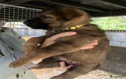 German Shepherd dogs for sale: Superb German Shepherd pups working lines - Image 10