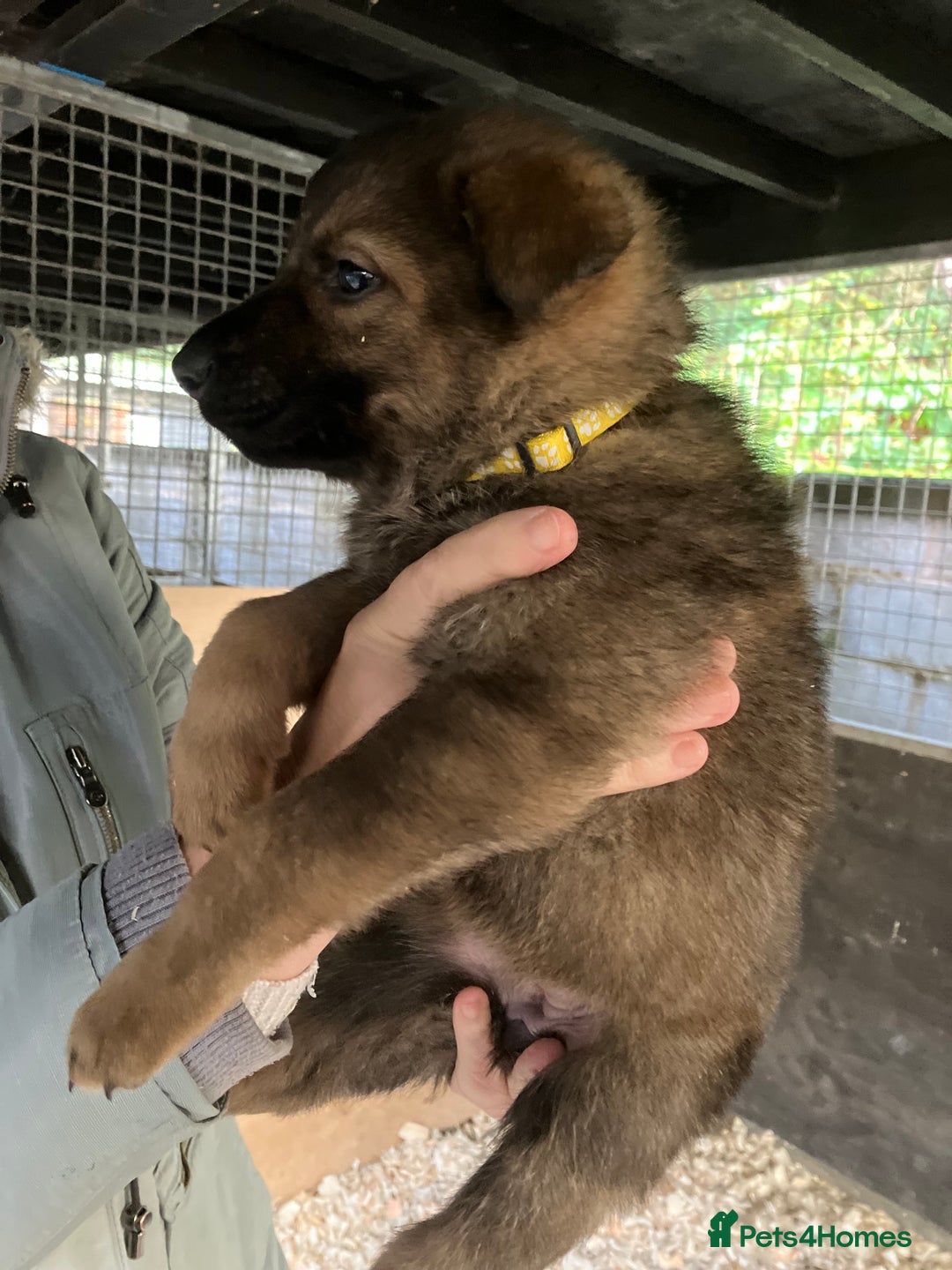 German Shepherd dogs for sale: Superb German Shepherd pups working lines - Image 10