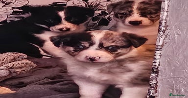 Border Collie dogs - Advert 14