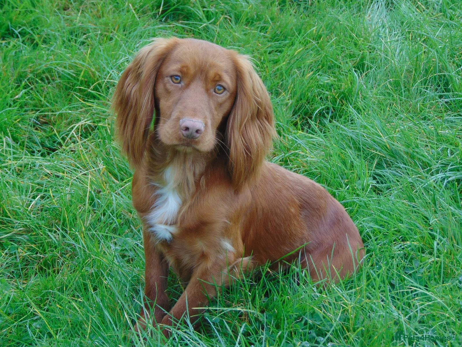 Cocker Spaniel dogs Golden Working Cocker Spaniel Puppies  - Advert 2
