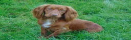 Cocker Spaniel dogs for sale: Golden Working Cocker Spaniel Puppies  - Advert 2