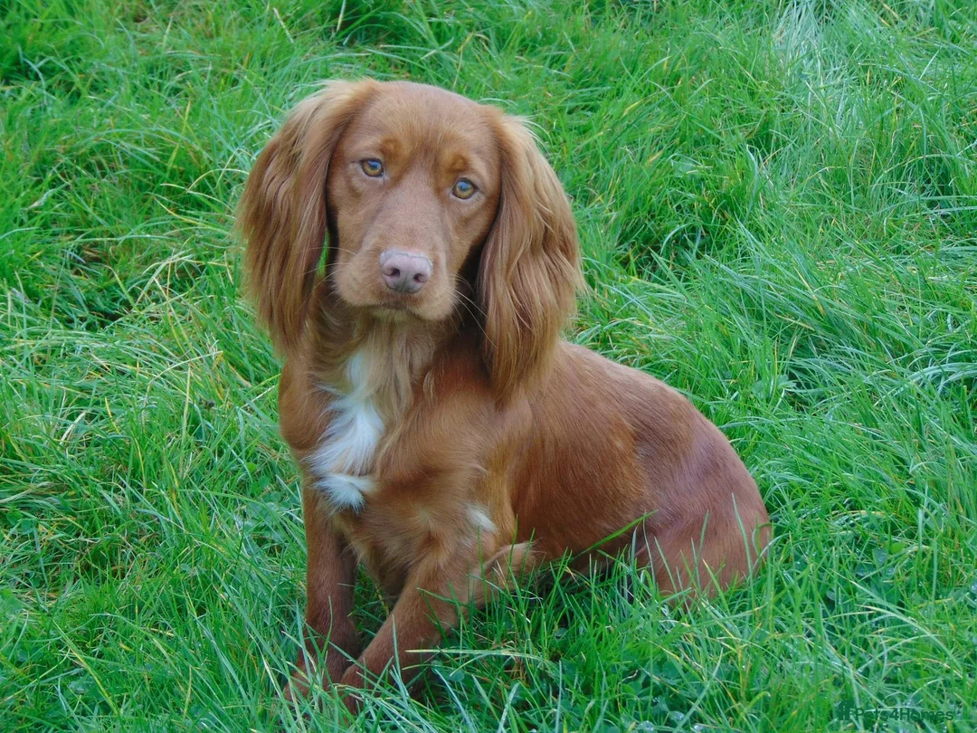 Cocker Spaniel dogs for sale: Golden Working Cocker Spaniel Puppies  - Advert 2