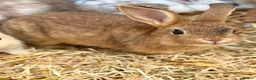 Mixed Breed rabbits for sale: 1 x MALE/BUCK Bunny ready now! - Advert 2