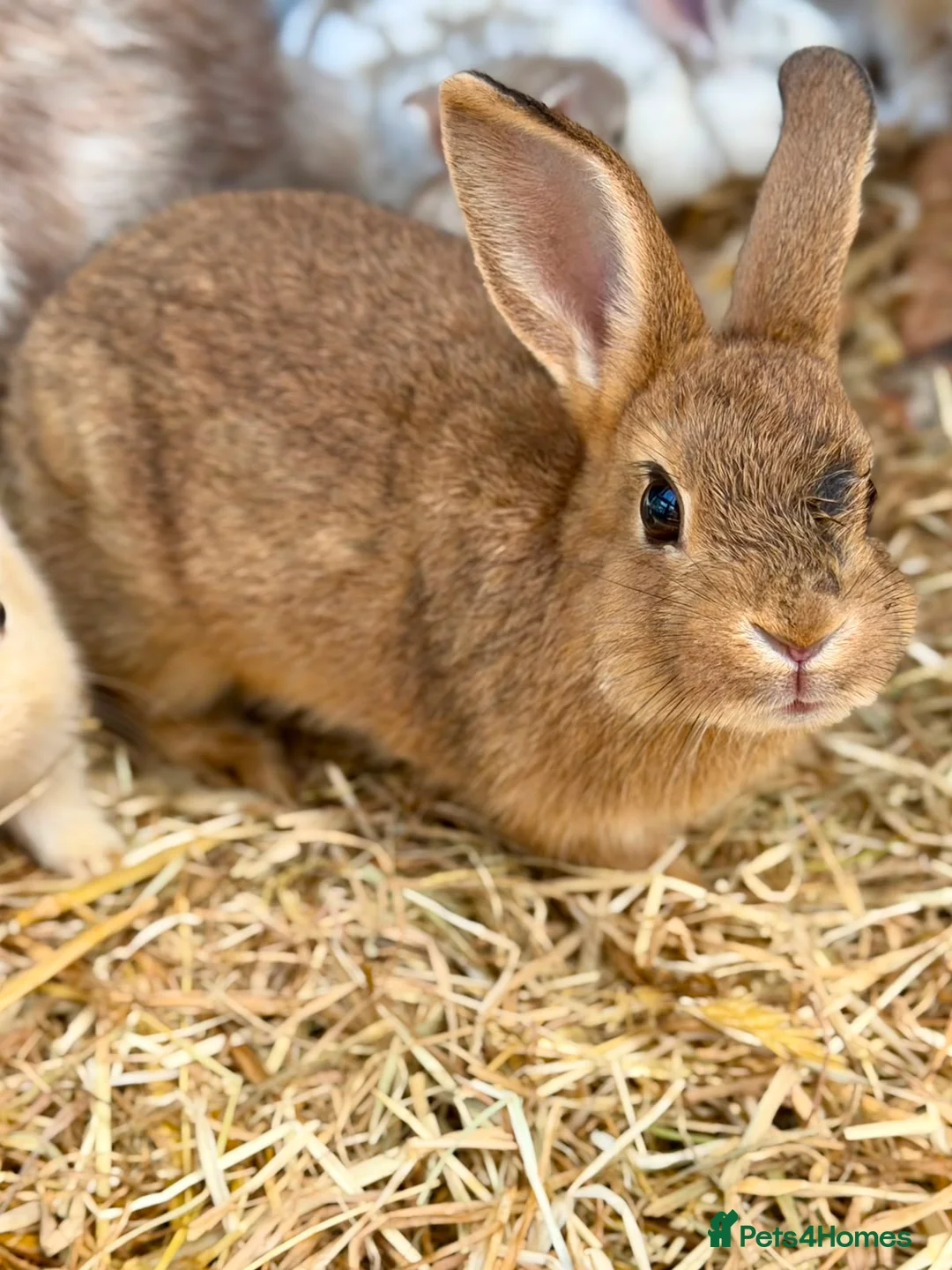 Mixed Breed rabbits for sale: 1 x MALE/BUCK Bunny ready now! - Advert 2