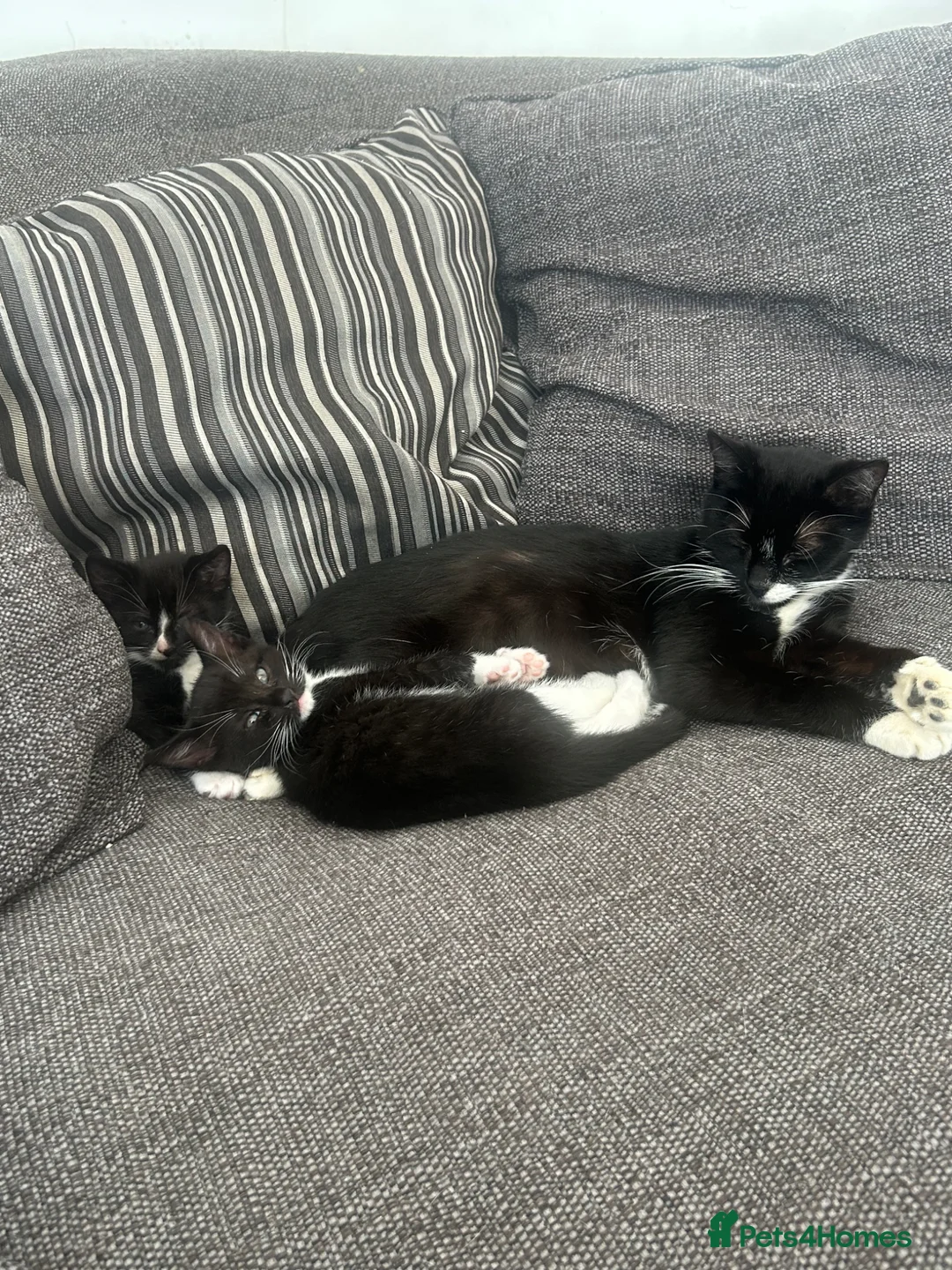 British Shorthair cats for sale: Kittens  - Advert 2