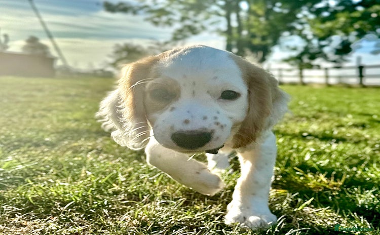 Cocker Spaniel dogs in Peterborough - Advert 7