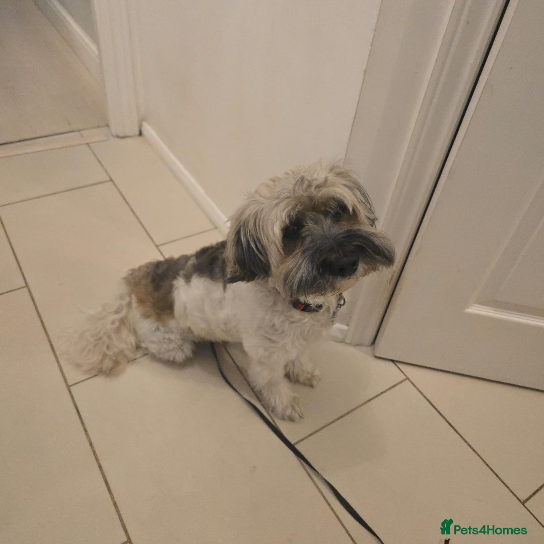 Shorkie dogs for sale: Toby 5 years old . - Image 1