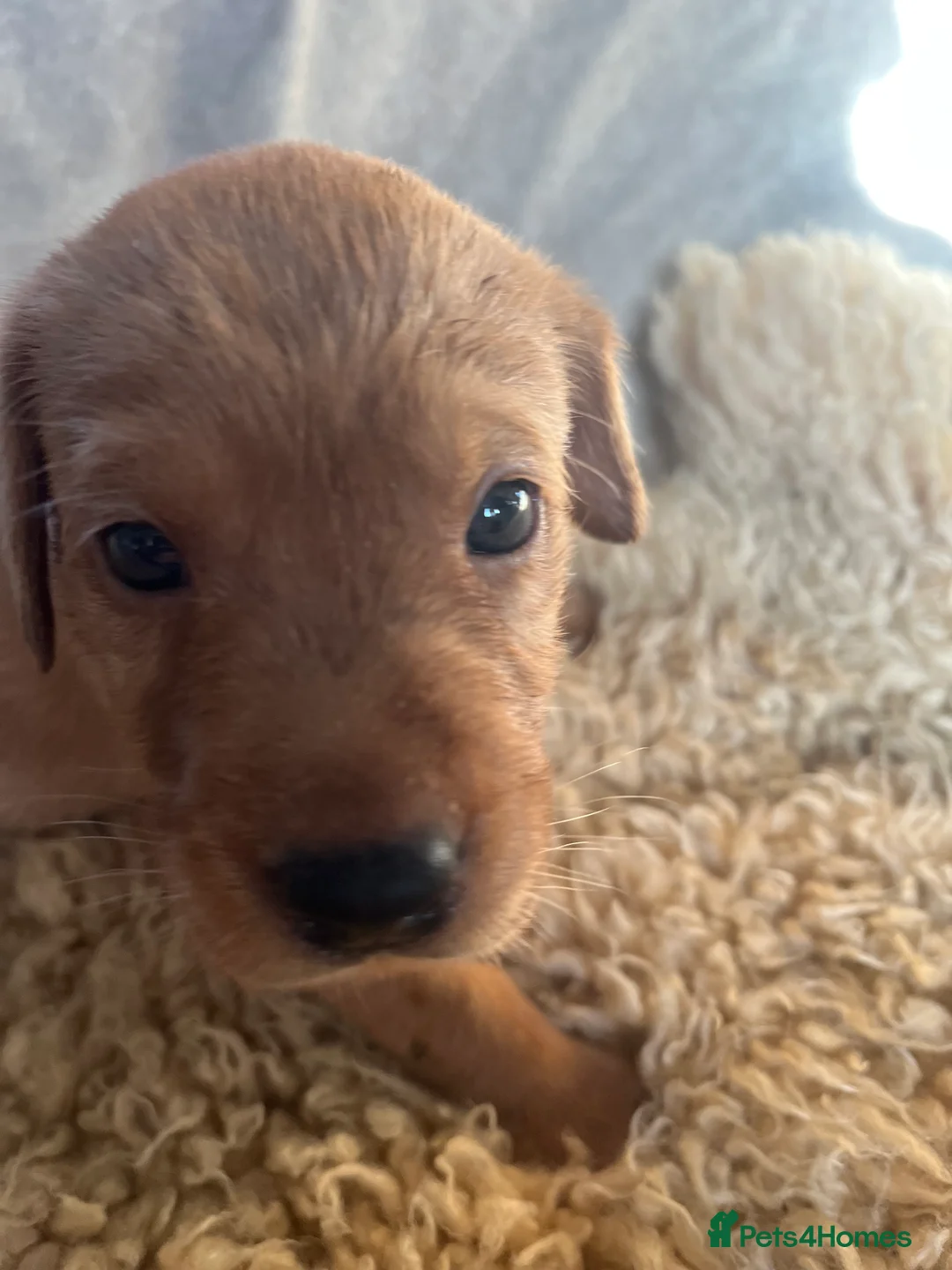Labrador Retriever dogs for sale: Outstanding litter of yellow/fox red labradors - Advert 2