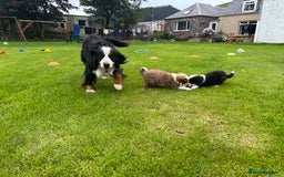 Bernedoodle dogs for sale: Gorgeous Bernedoodle puppies  - Image 10