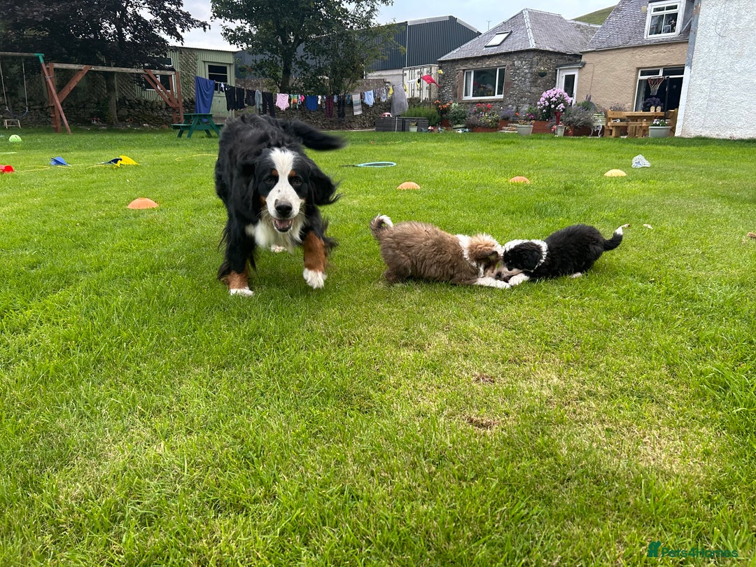 Bernedoodle dogs for sale: Gorgeous Bernedoodle puppies  - Image 10
