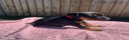 Dobermann dogs for sale: 9 Doberman Puppies- Ready to leave 6th June - Advert 31
