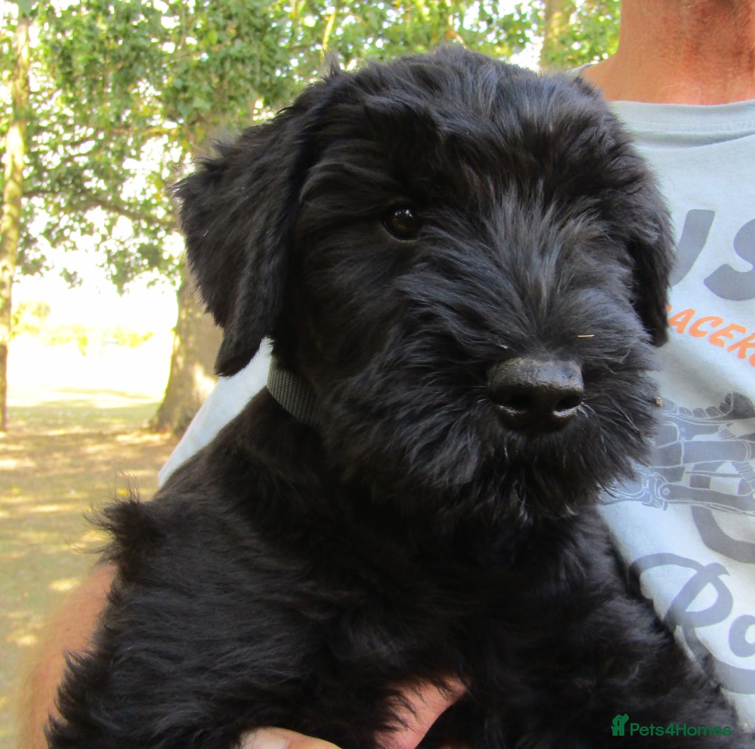Giant Schnauzer dogs for sale: Top Quality Giant Schnauzer Pups. - Image 3