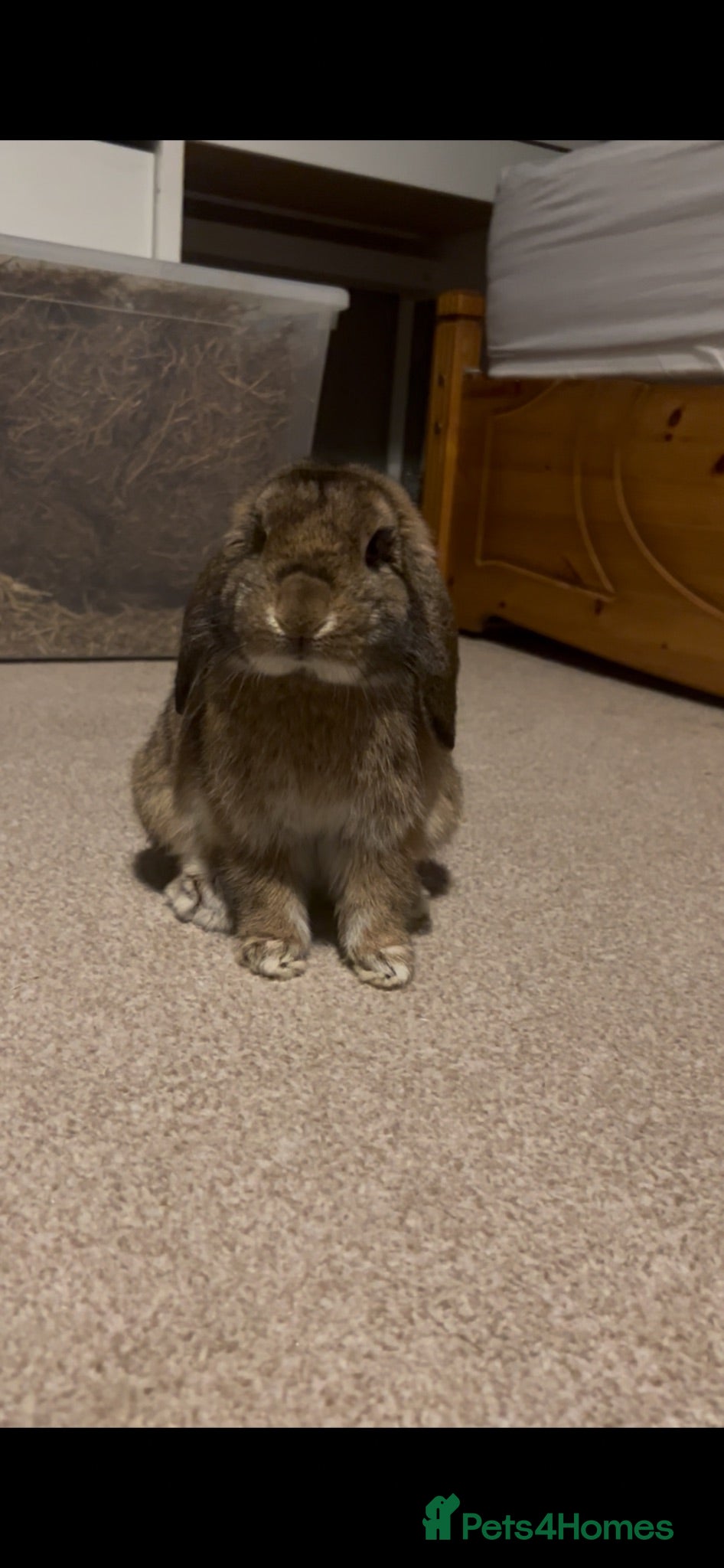 Continental Giant rabbits Male mini lop - Advert 3