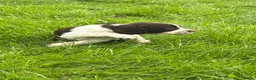 English Springer Spaniel dogs for sale: Working English Springer Spaniel Puppies - Advert 19