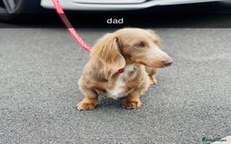 Miniature Dachshund dogs for sale: Miniature dachshund ready now.  - Image 4