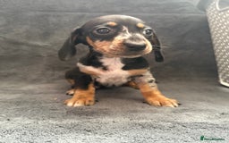 Dachshund dogs for sale: Miniature dachshund  - Image 20