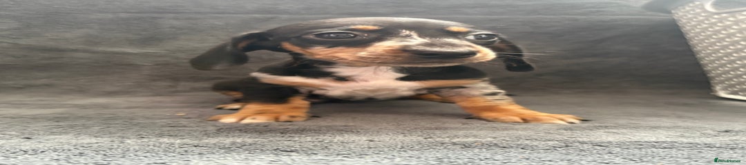 Dachshund Puppy 3