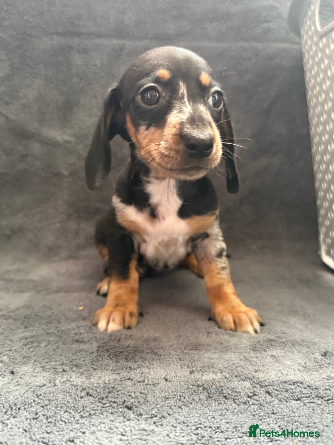Dachshund dogs for sale: Miniature dachshund  - Image 20
